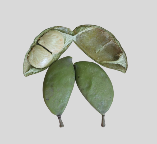 Sustainable Aviation Fuel Project - Pongamia